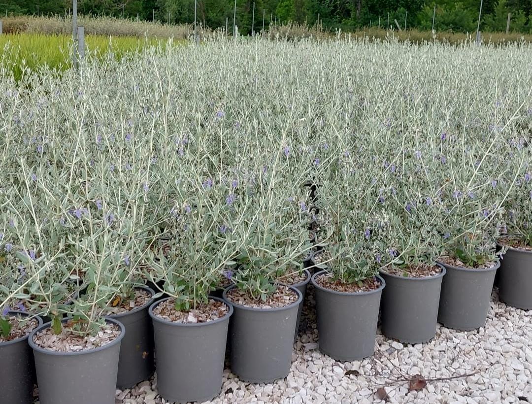 Teucrium fruticans