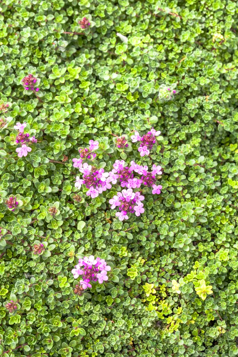 Thymus serphyllum 'Magic Carpet'