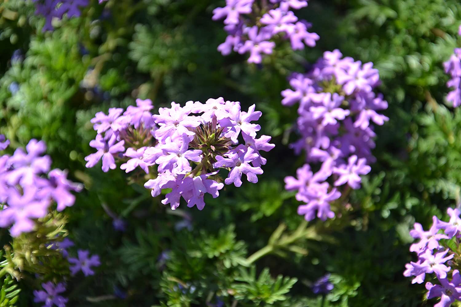 Verbena hybrida