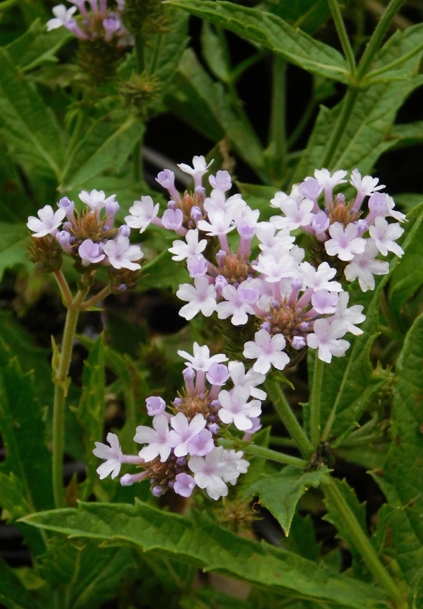 Verbena rigida