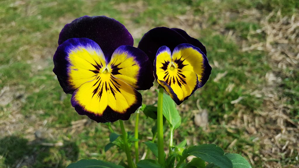 Viola tricolor