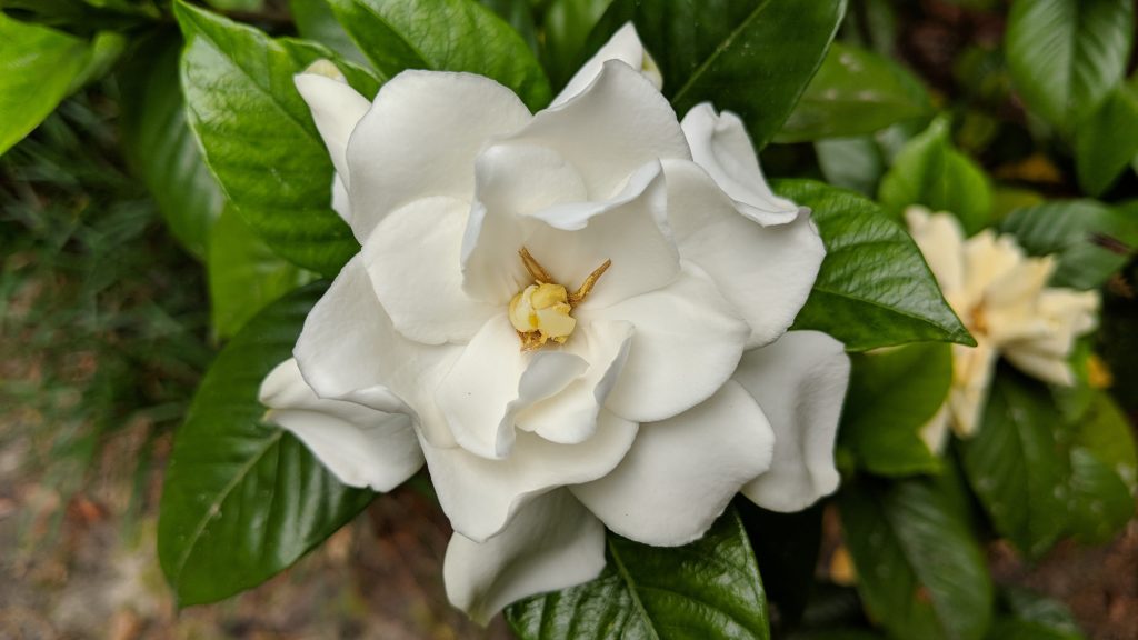 gardenia: storia caratteristiche curiosità