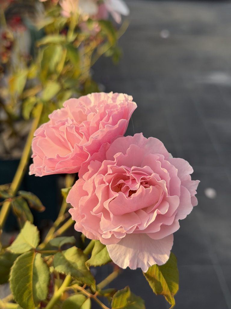 Rosa 'Gantenträume'