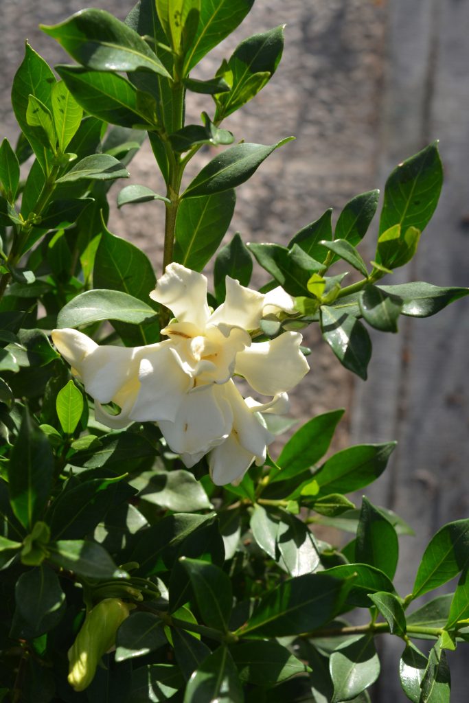 Gardenia coltivazione 