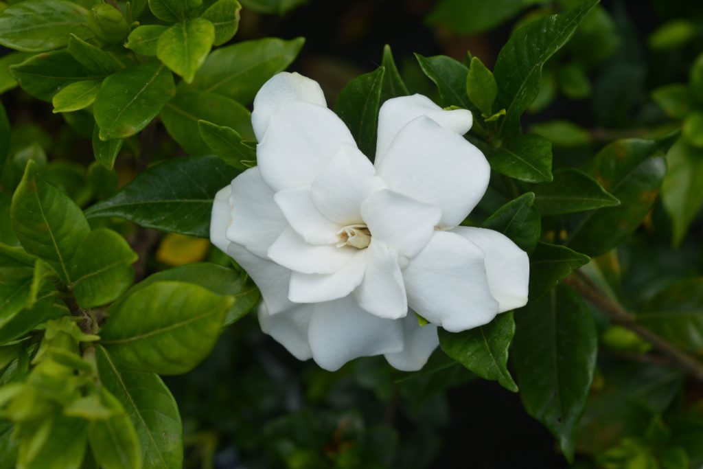 Gardenia bianca coltivazione in giardino 