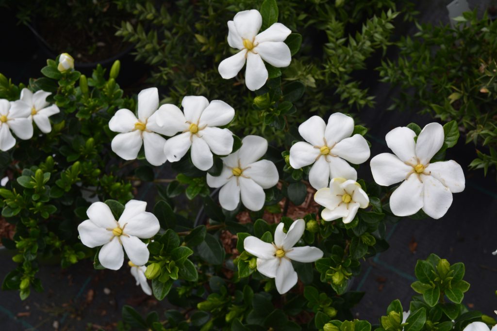 gardenia: storia caratteristiche curiosità