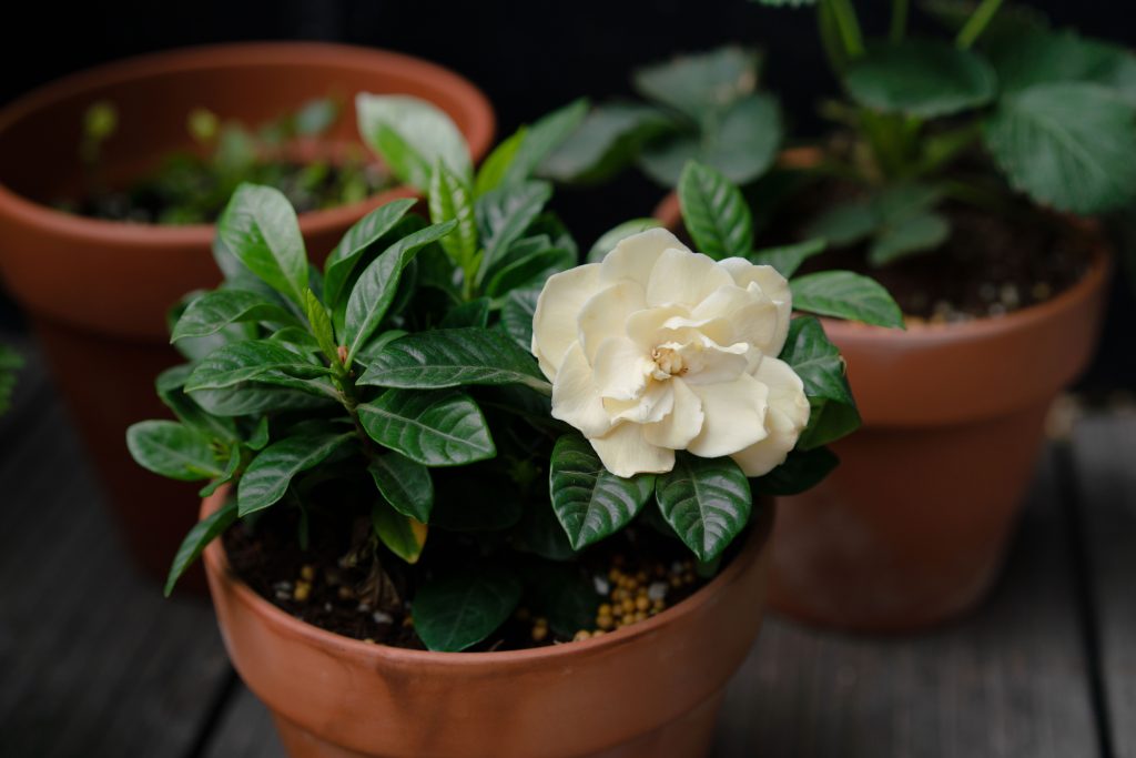 gardenia