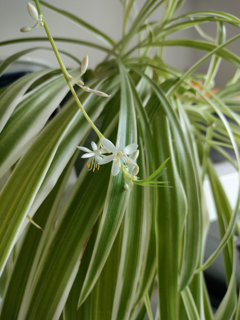 piante casa poco luminosa