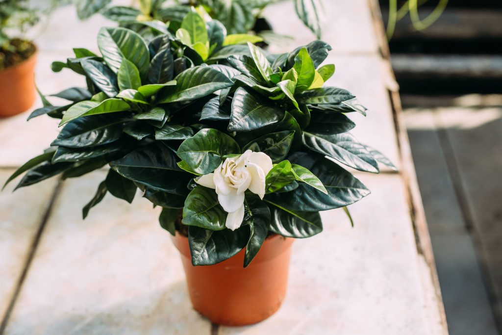 Gardenia in vaso