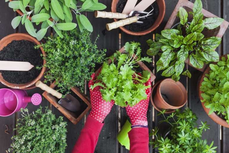 come coltivare le aromatiche