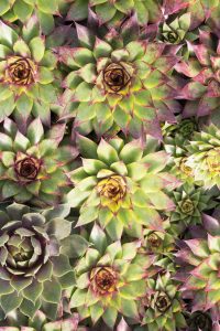 piante grasse con fiori