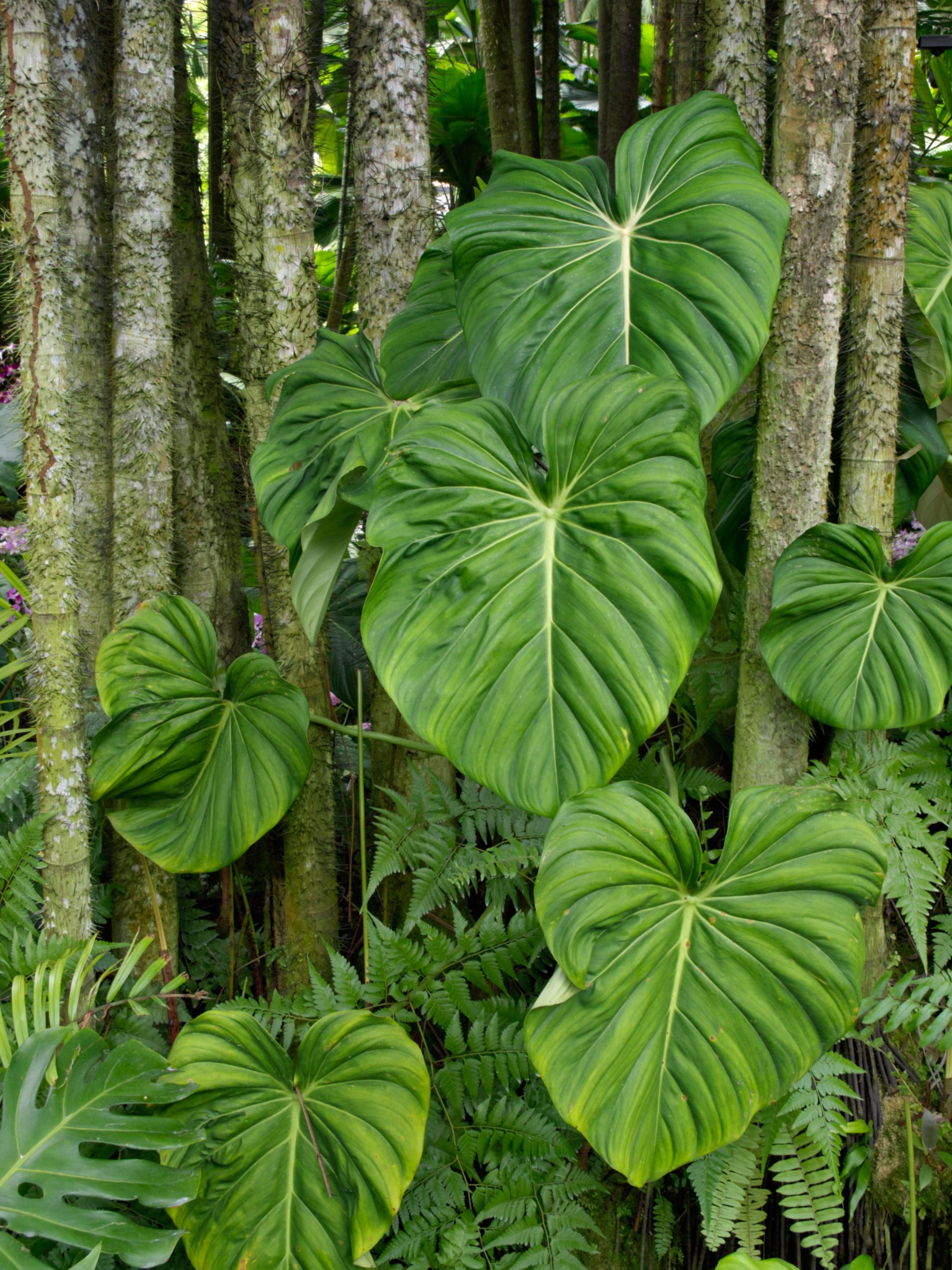 Philodendron nella foresta pluviale, habitat naturale tropicale