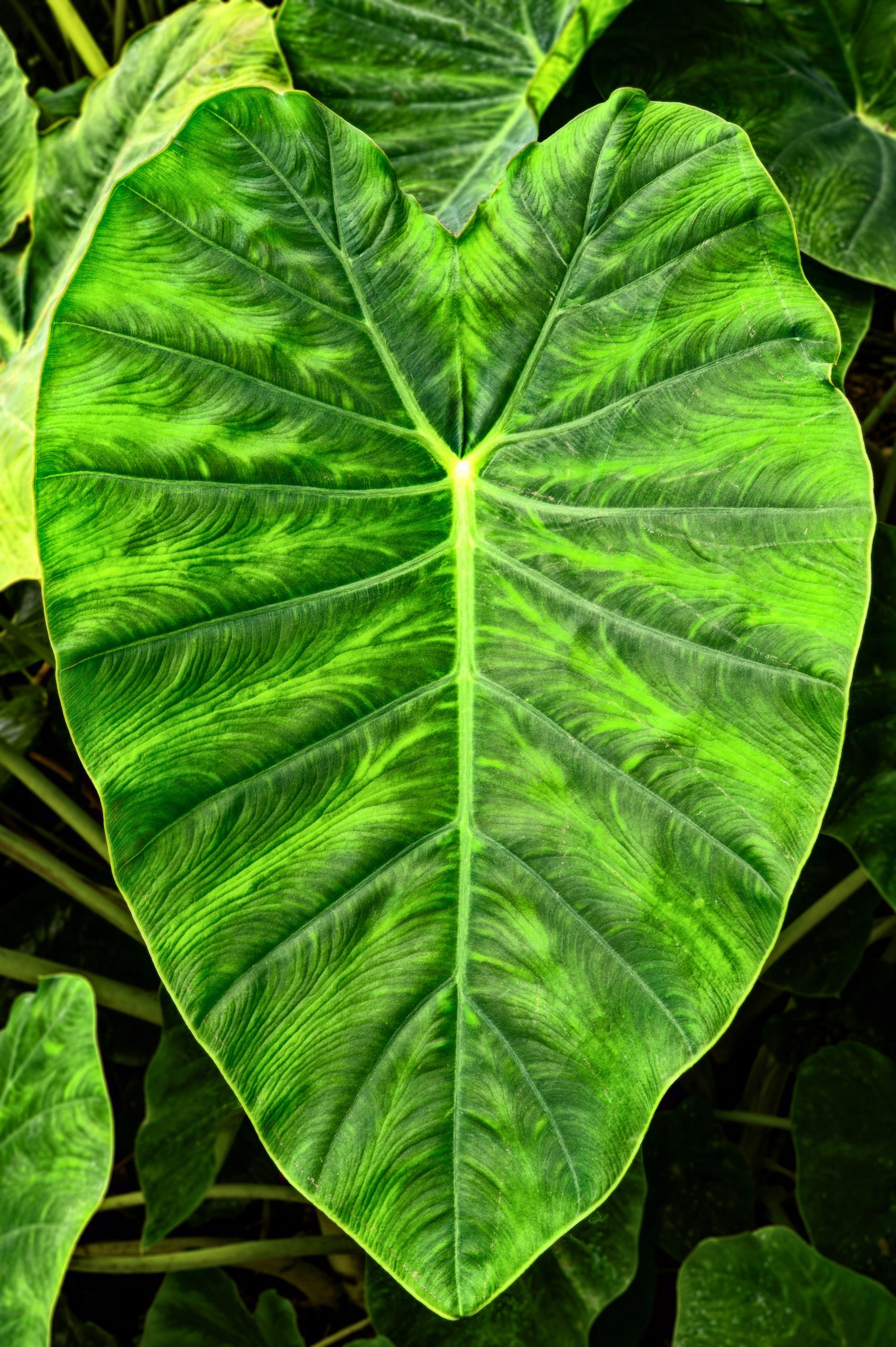 foglia di Alocasia