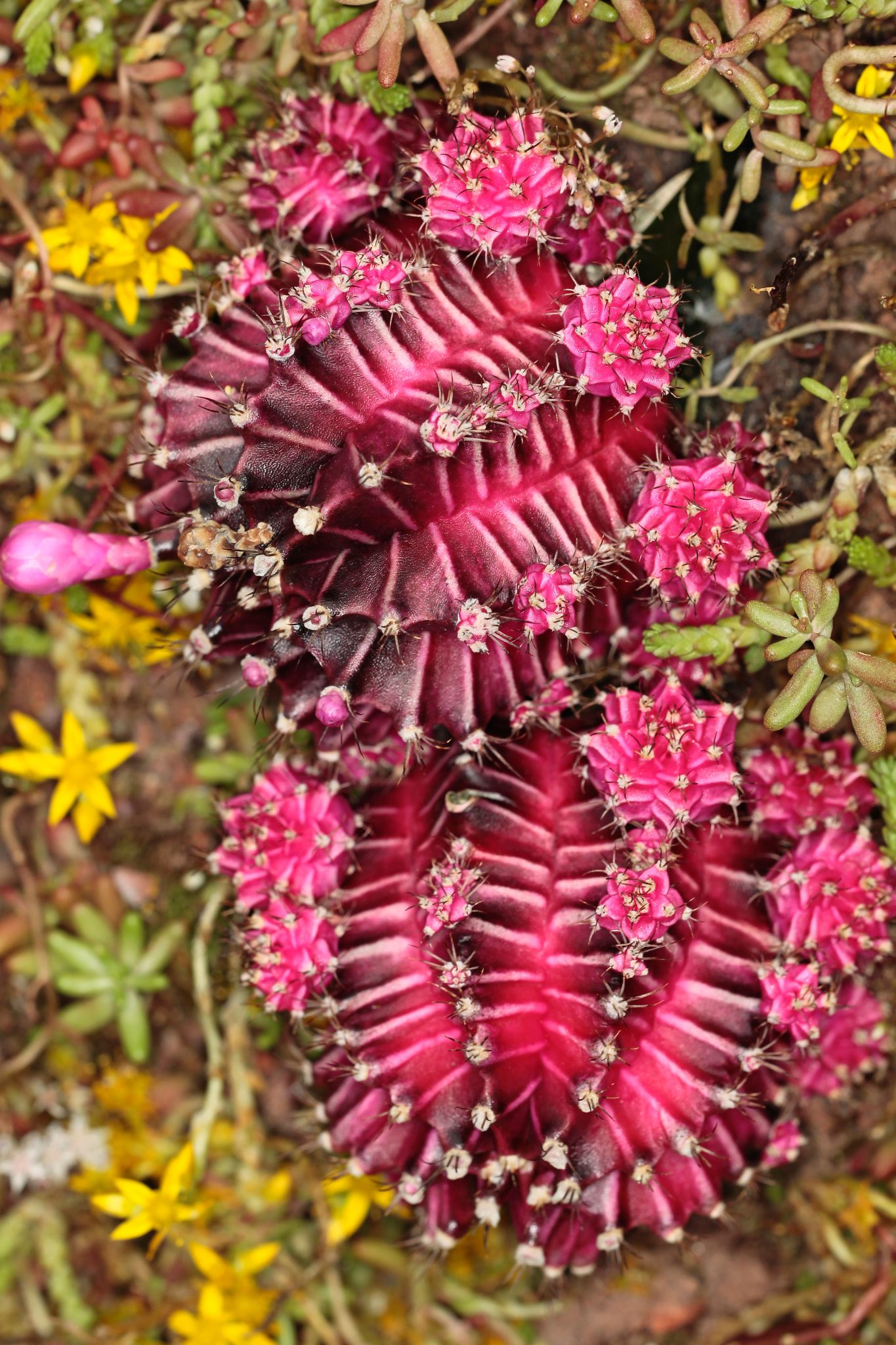 piante grasse pendenti con fiori
