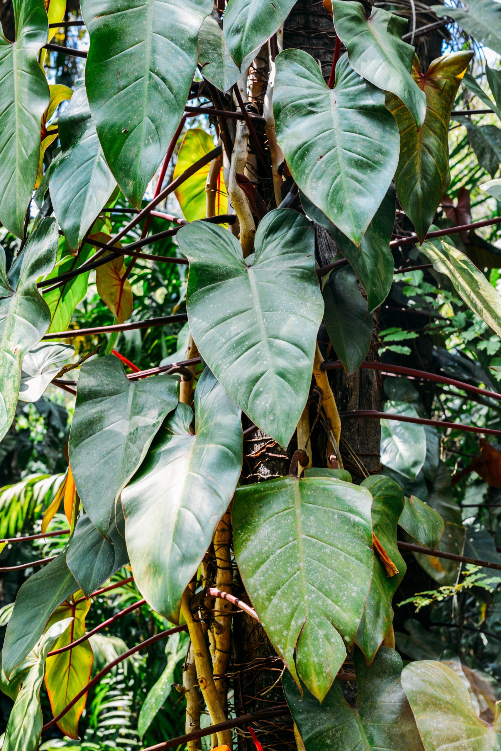 pianta di philodendron in natura