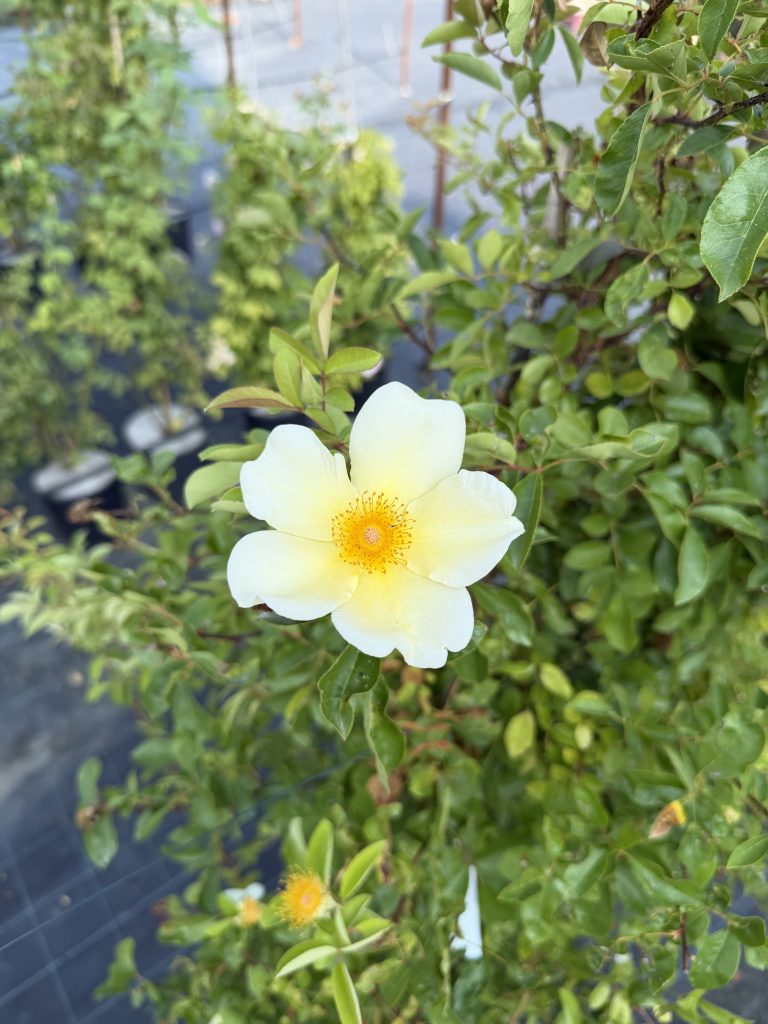 Rosa 'Mermaid'