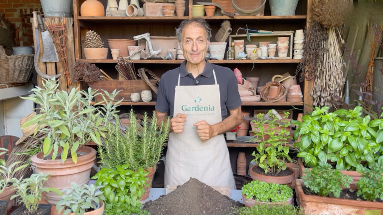 Nell'orto con le aromatiche