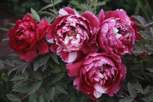 centro botanico moutan