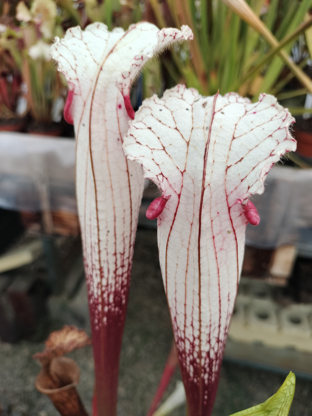 Sarracenia leucophylla 'Cupido'