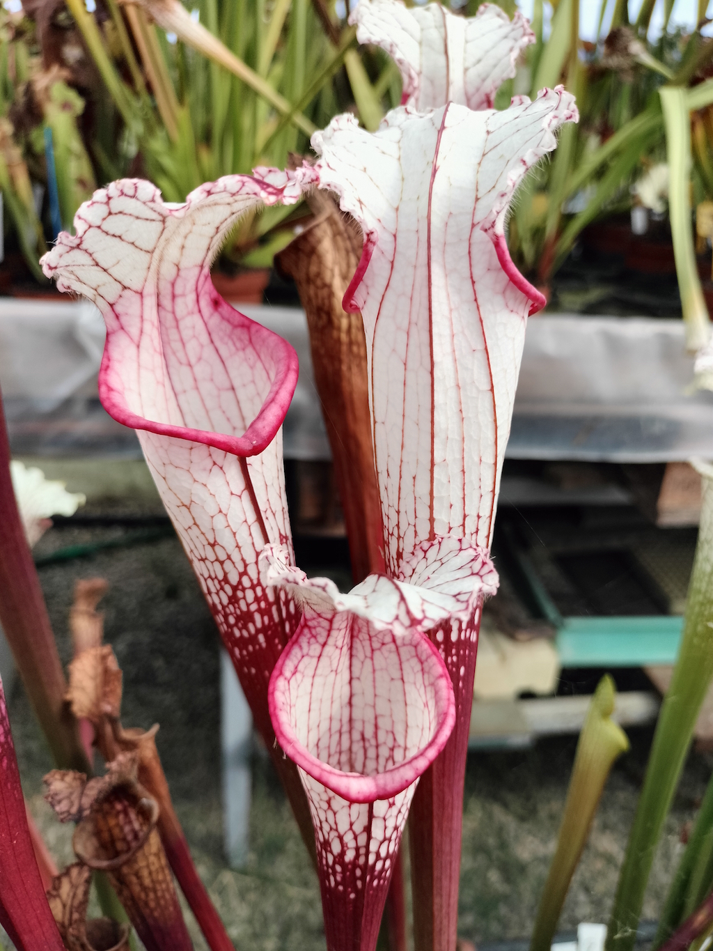 Sarracenia leucophylla 'Cupido'