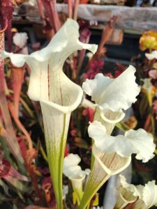 Sarracenia x Blizzard