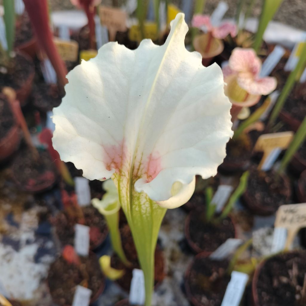 Sarracenia x Blizzard