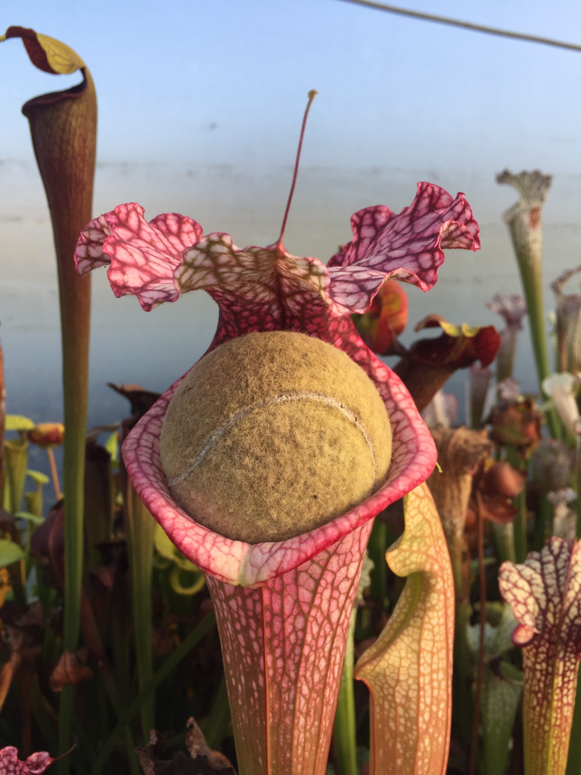 Sarracenia x 'Majin Bu'