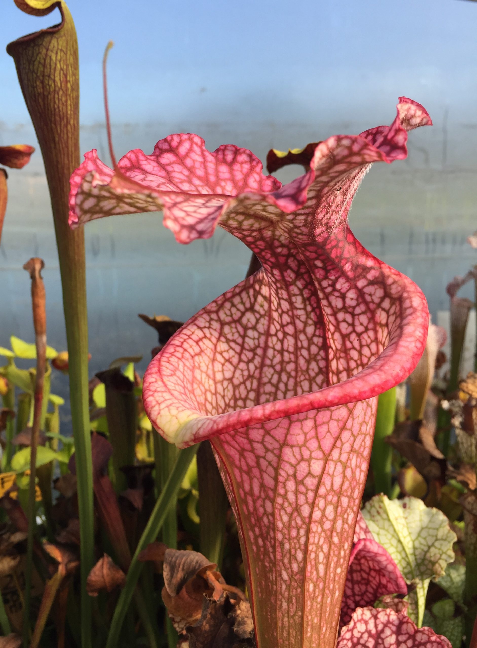 Sarracenia x 'Majin Bu'