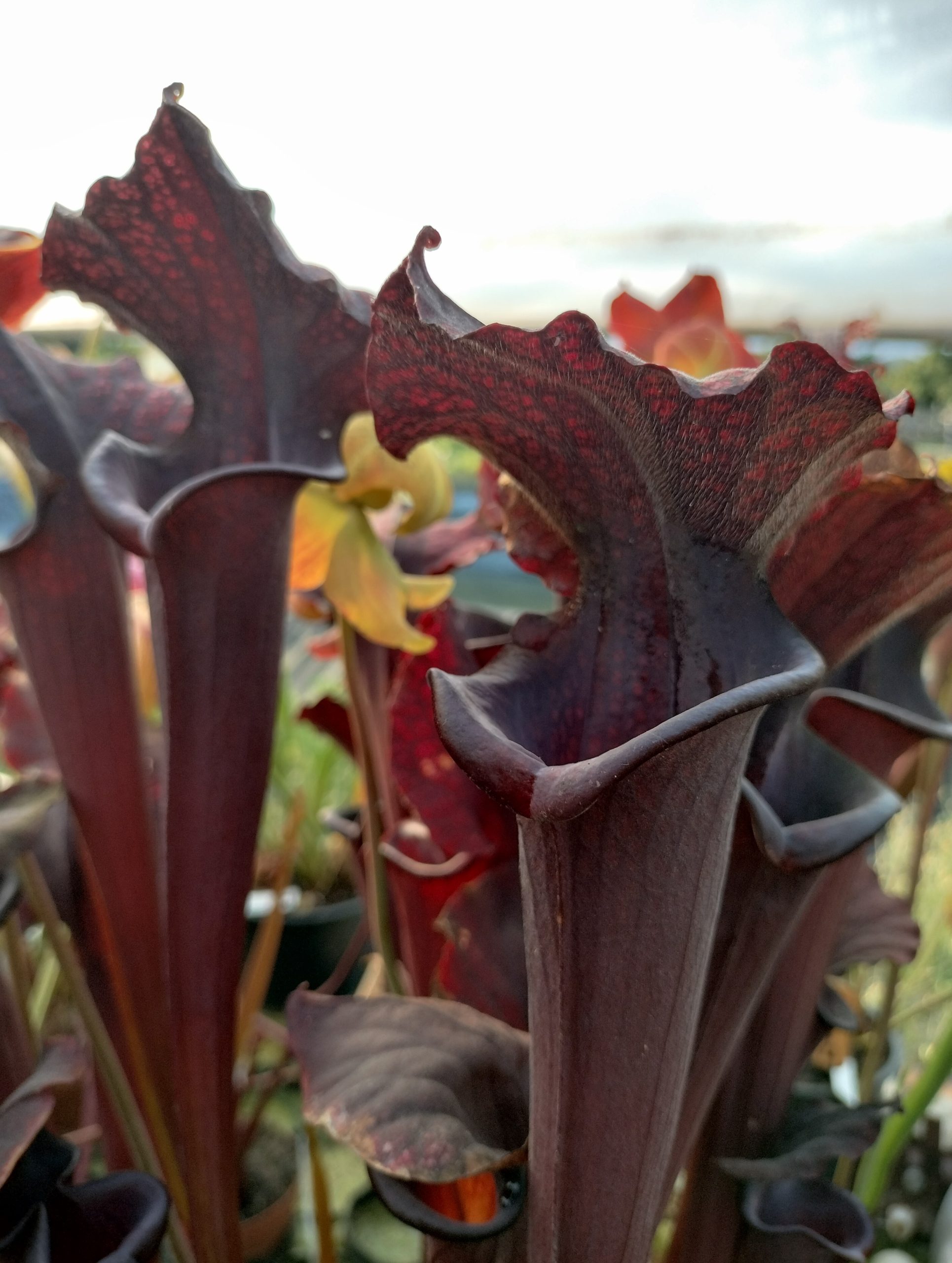 Sarracenia x 'Sikly Lips'