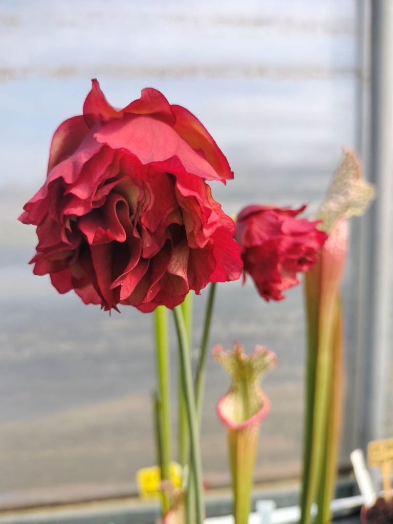 Sarracenia x ViC H206 cl. 1