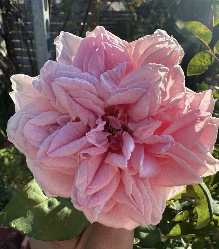 Rosa 'Arcadia Louisiana'
