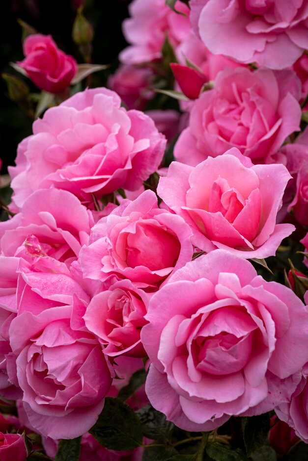 Rosa 'Armada'
