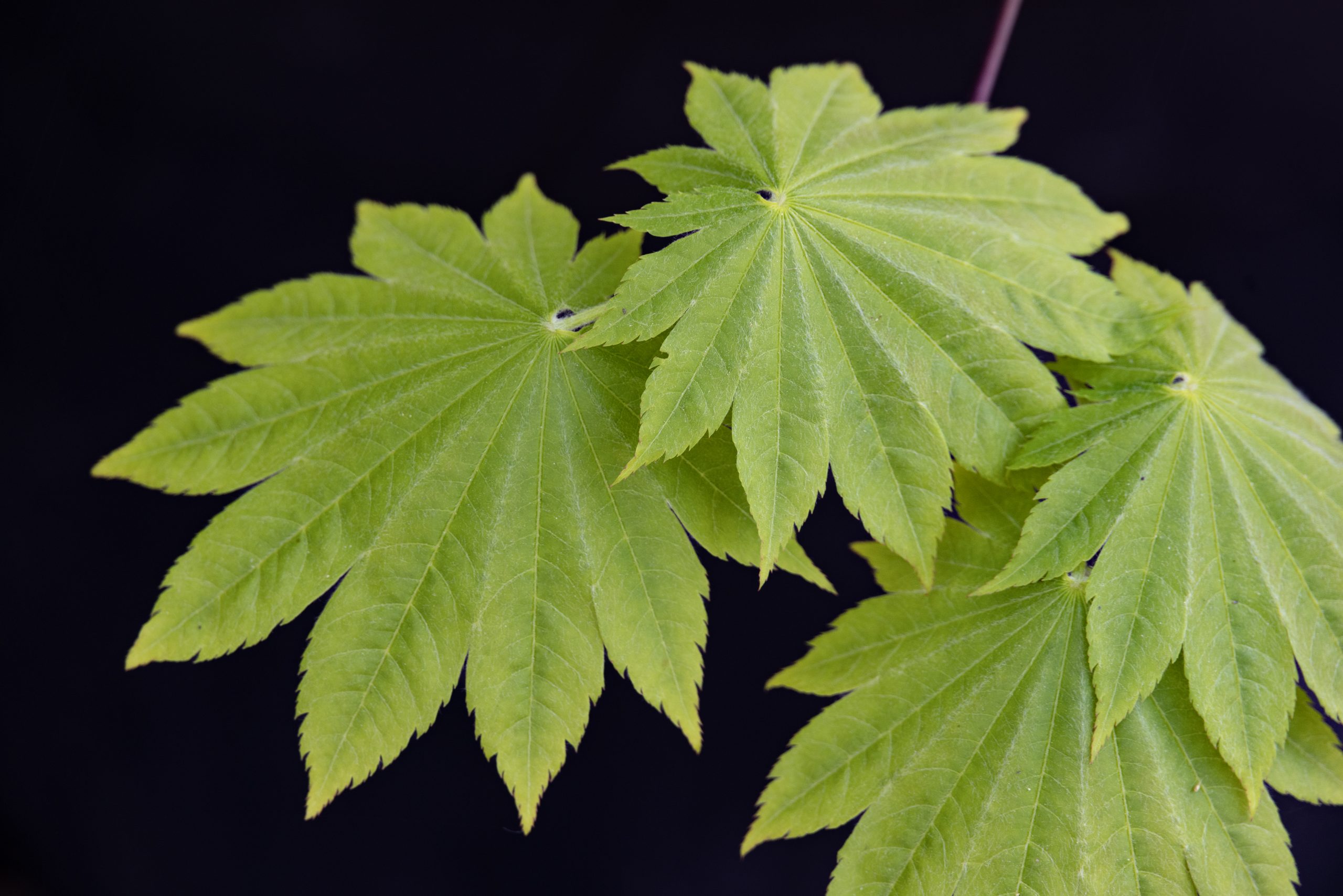 Acer japonicum Vitifolium