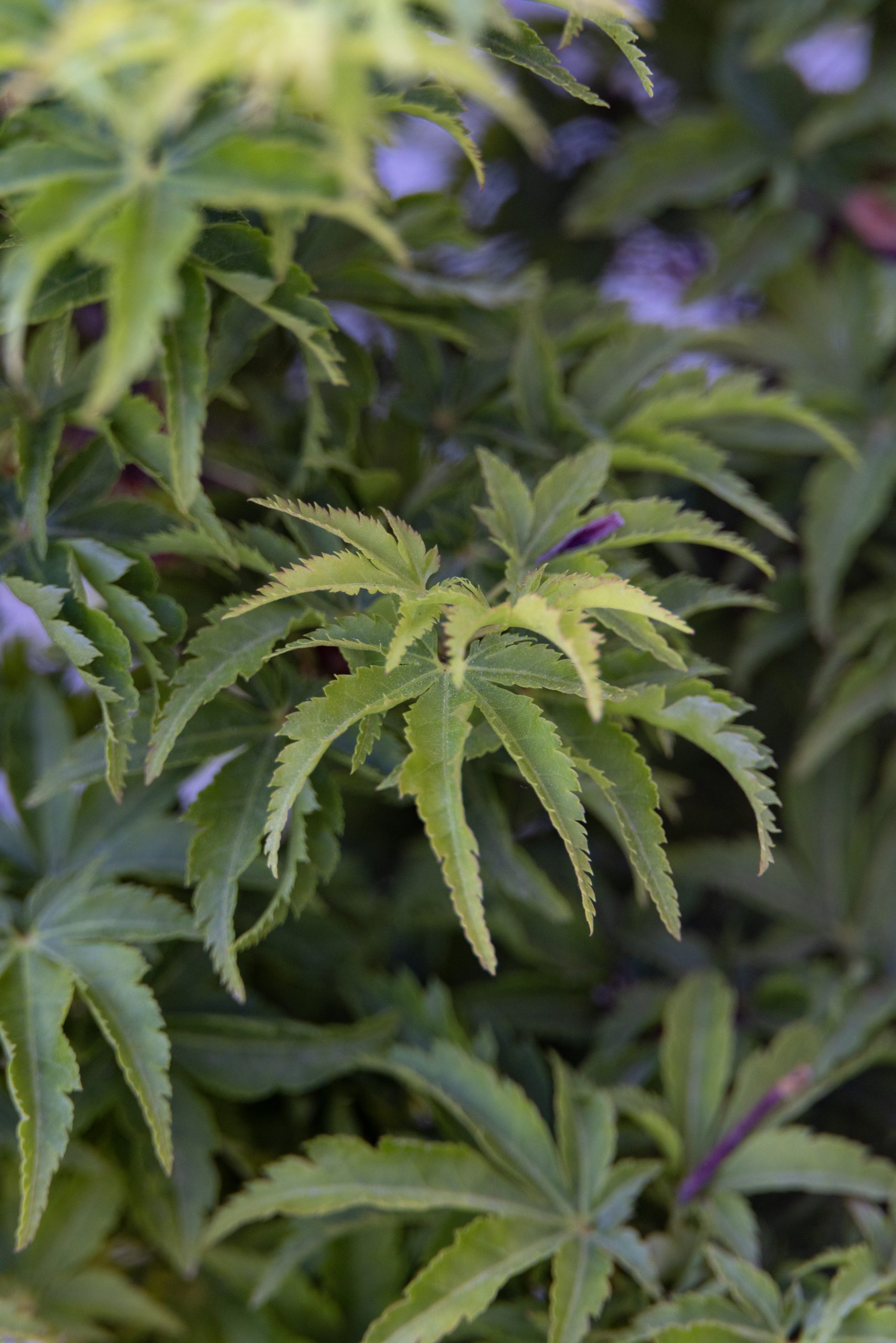 Acer crispifolium