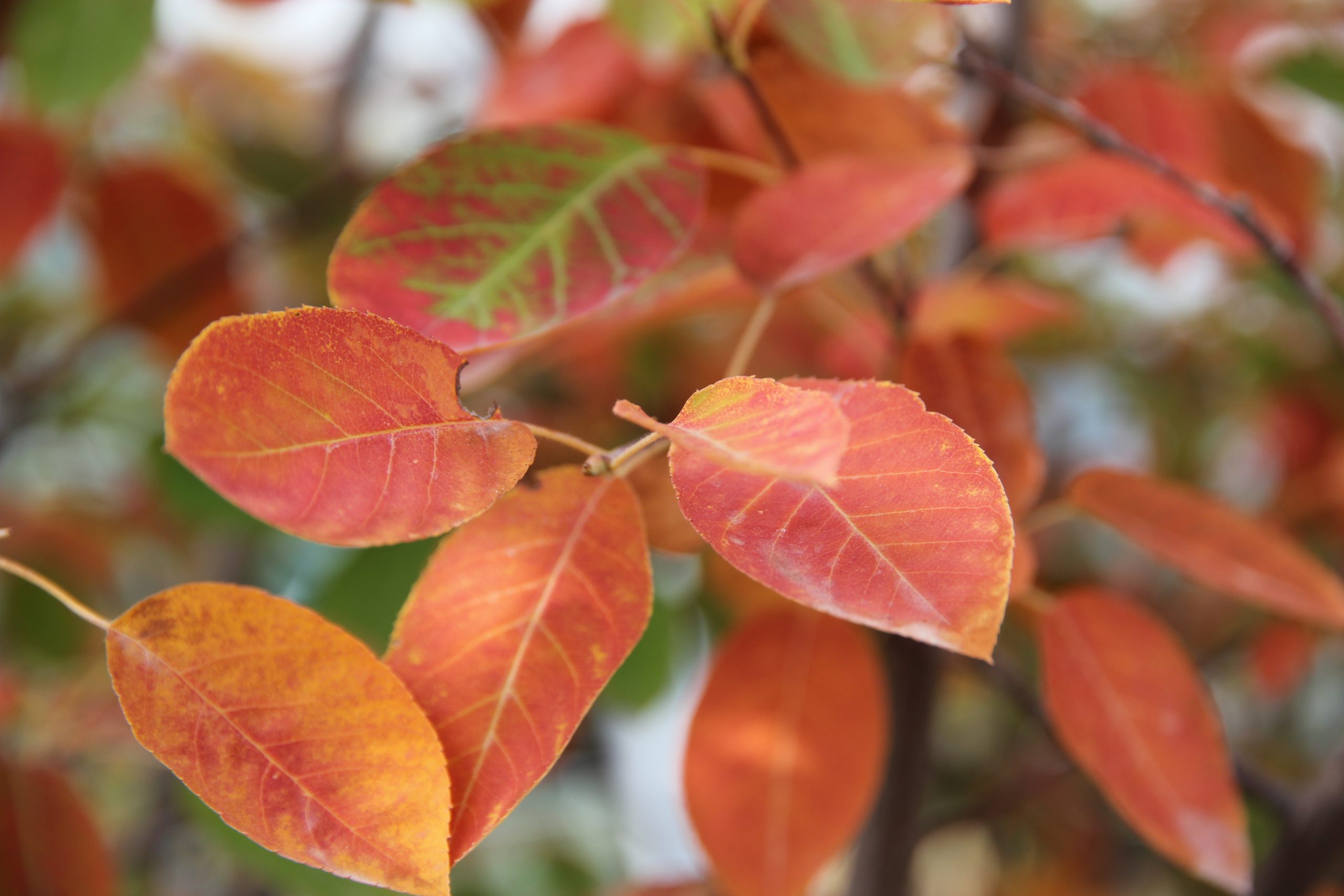 Amelanchier x lamarckii