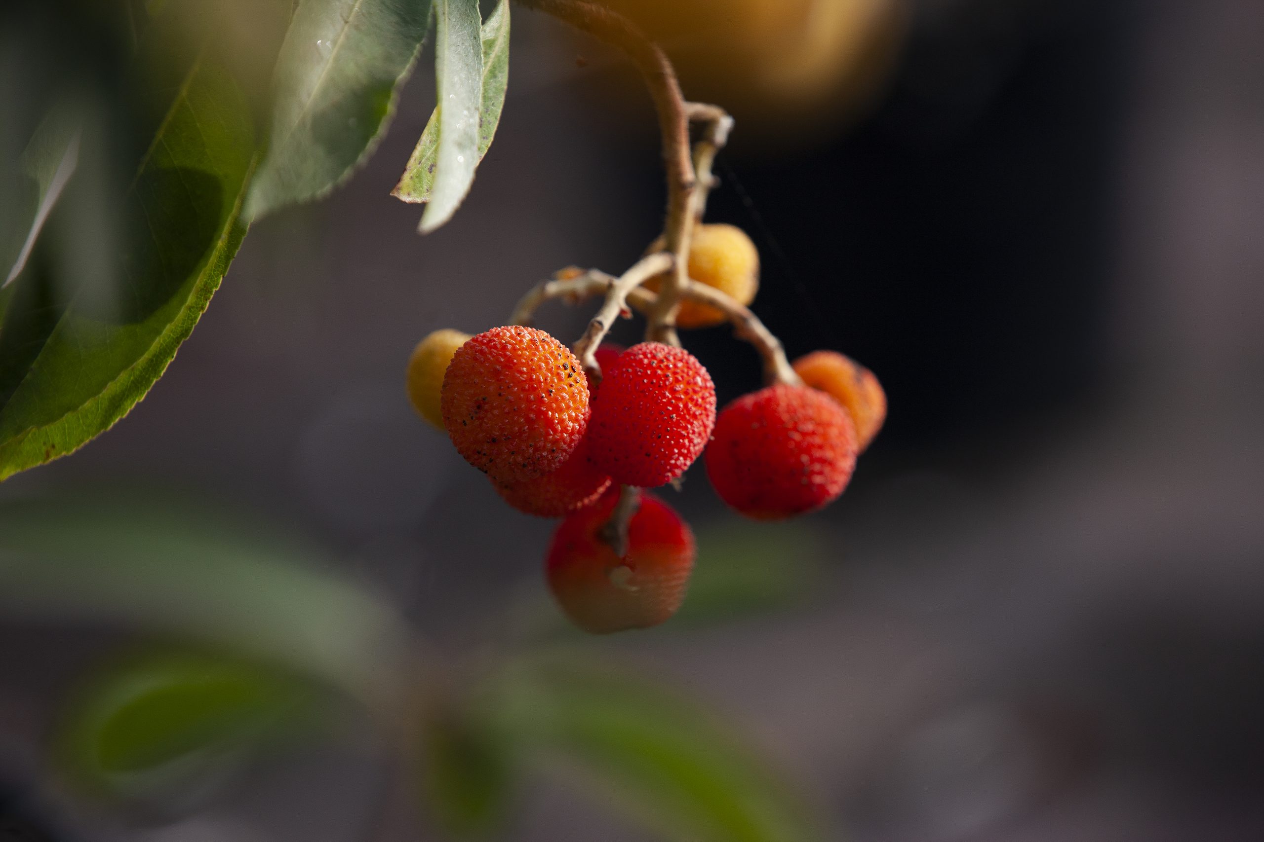 Arbutus unedo