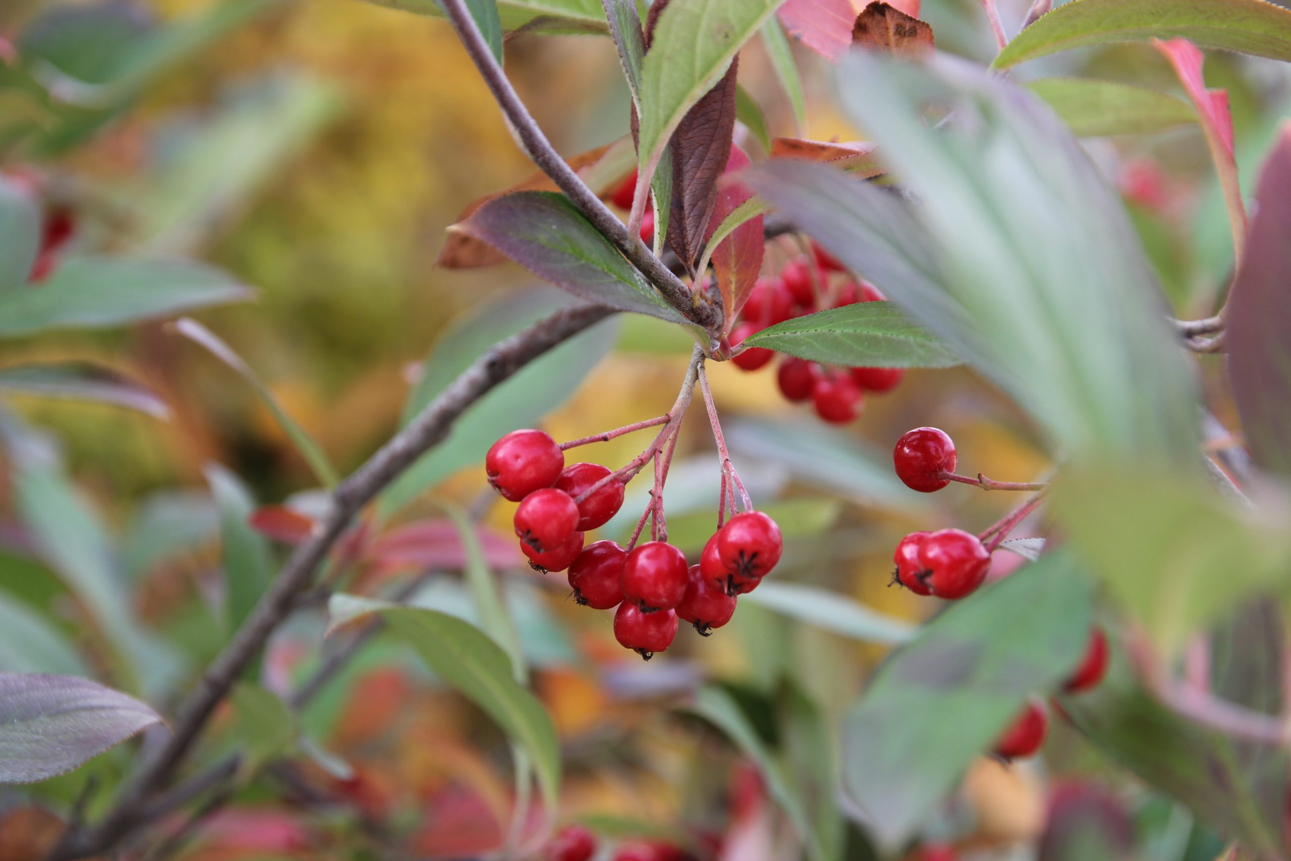 Aronia arbutifolia 'Brillant'