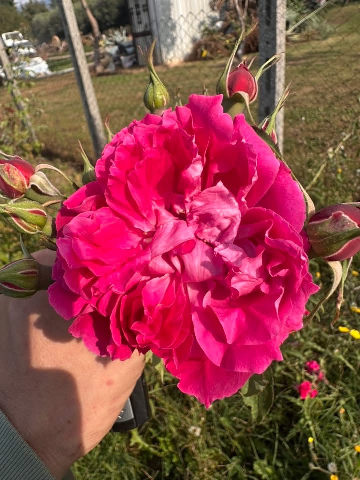 Rosa 'Baretta St. Bourbon'