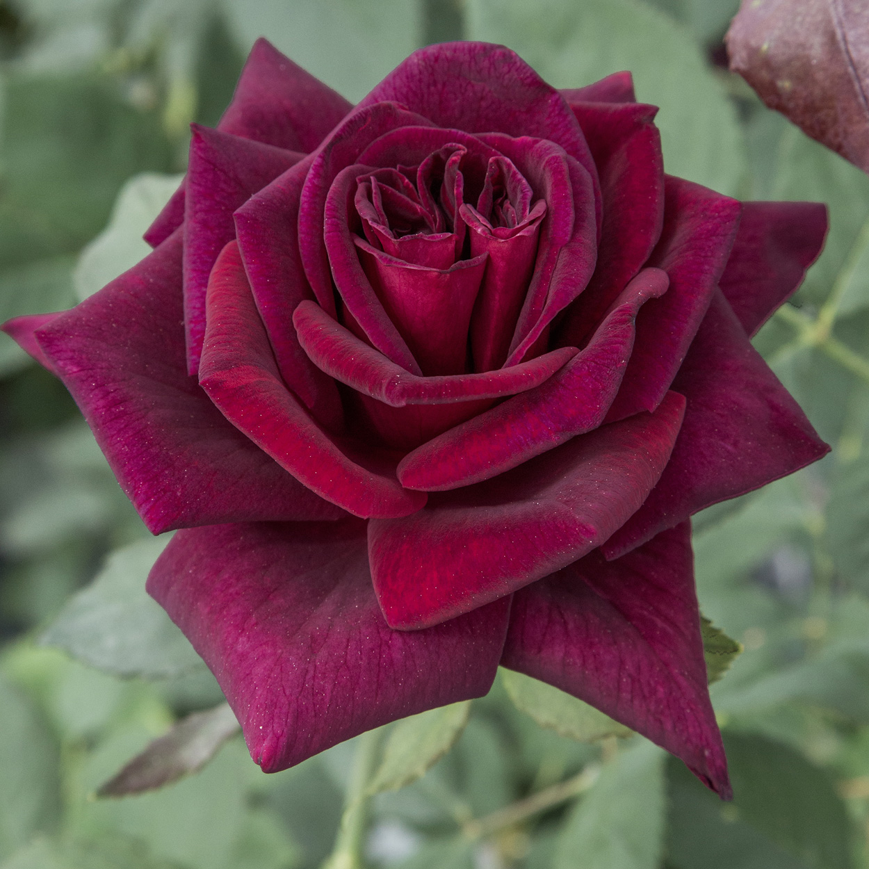 Rosa Black Perfumella®