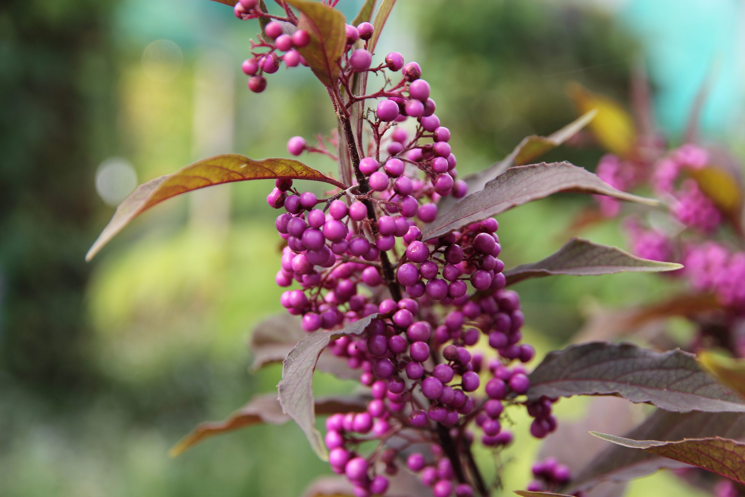 Callicarpa 'Pearl Glam'