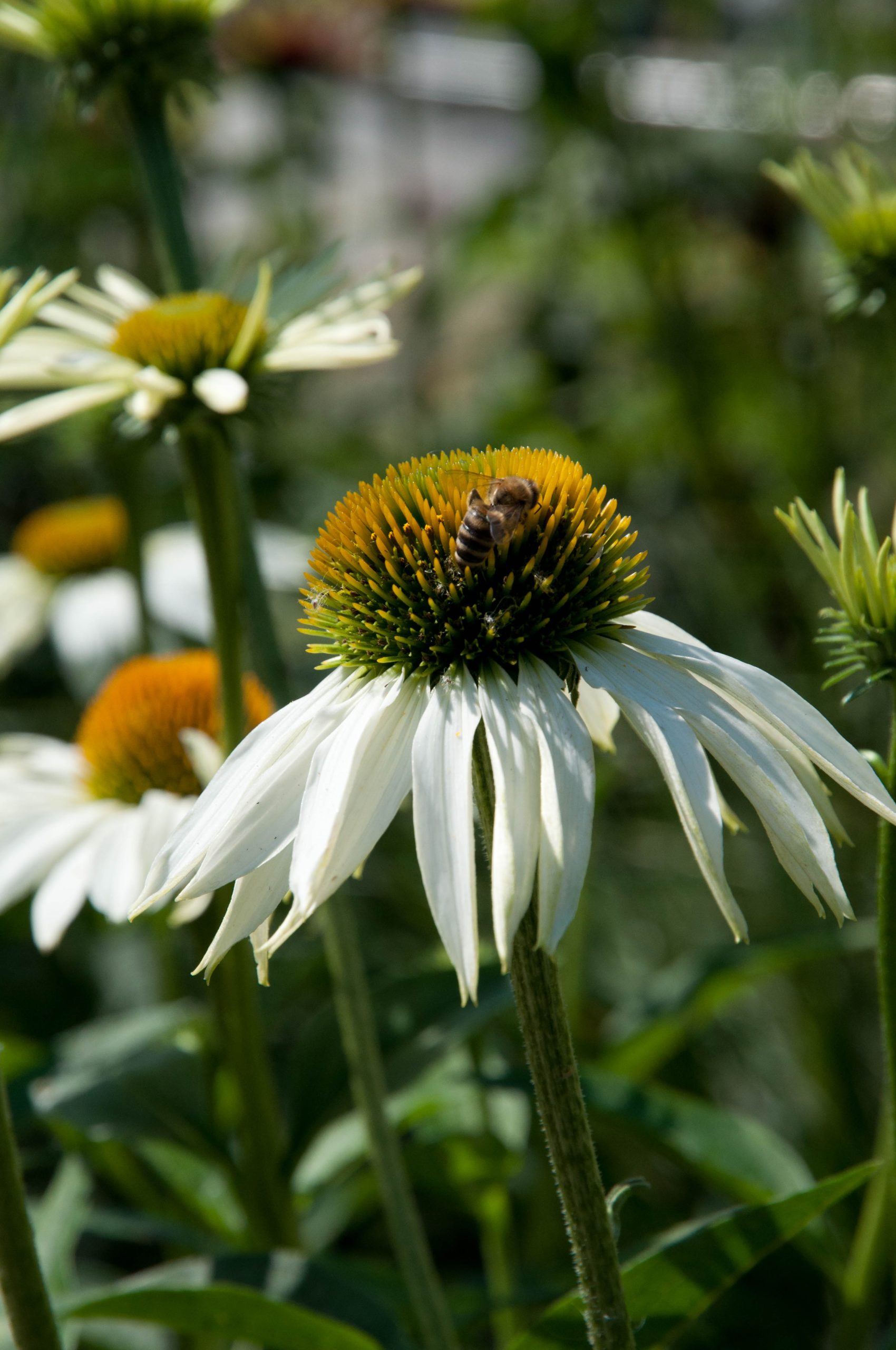 Echinacea purpurea 'Alba'