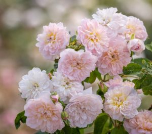 quando fioriranno le rose