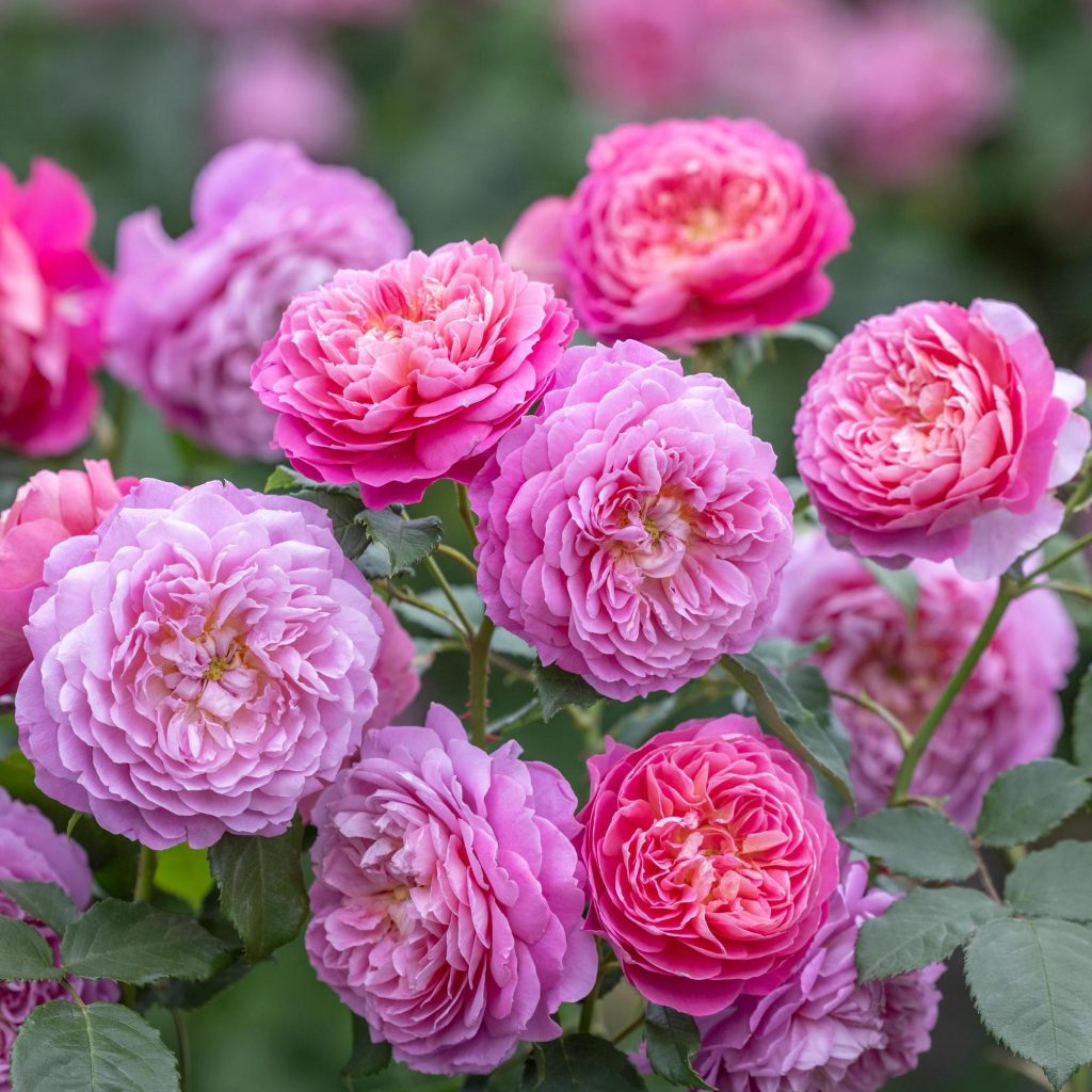 Rosa 'Emma Bridgewater'