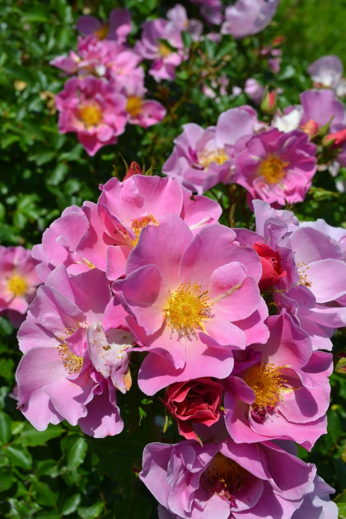 Rosa 'Estella Viva'