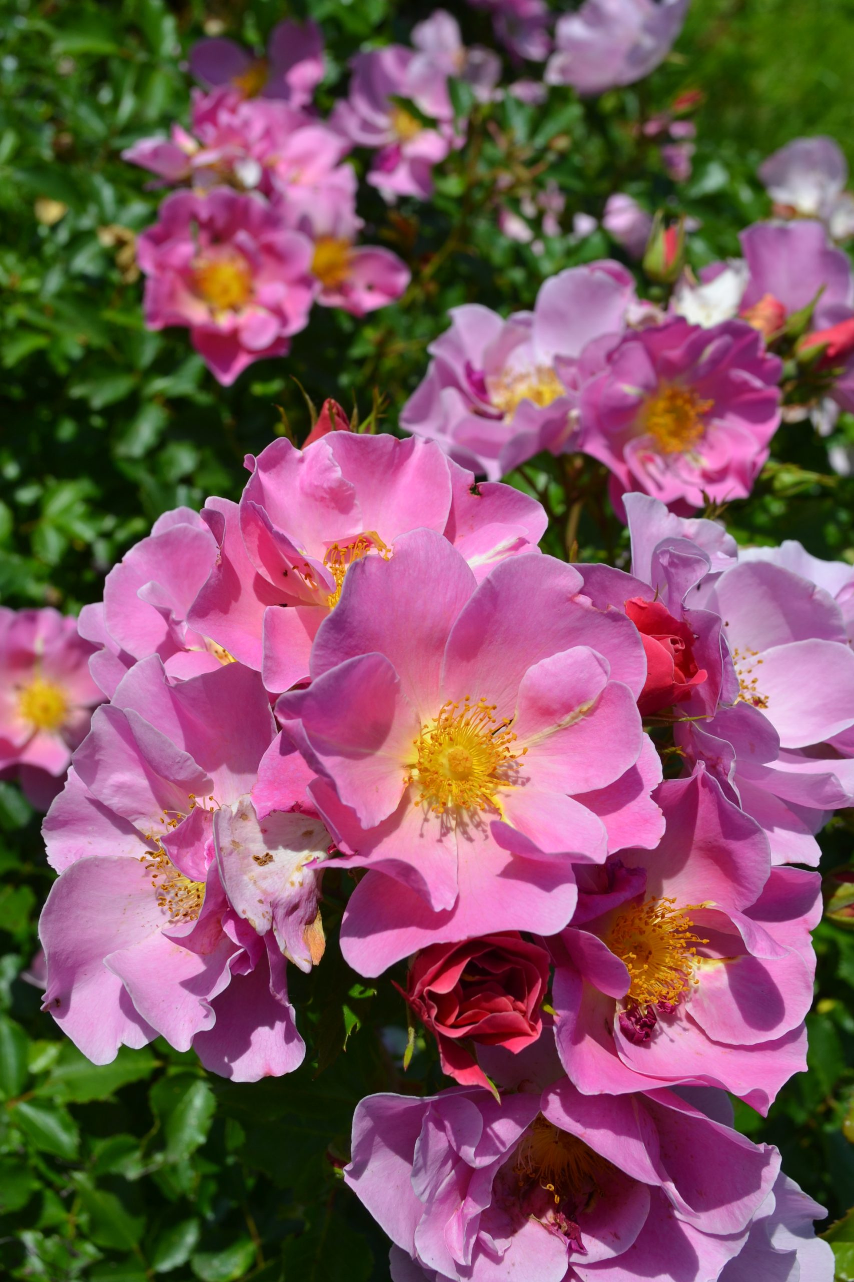 rose Estella Viva®