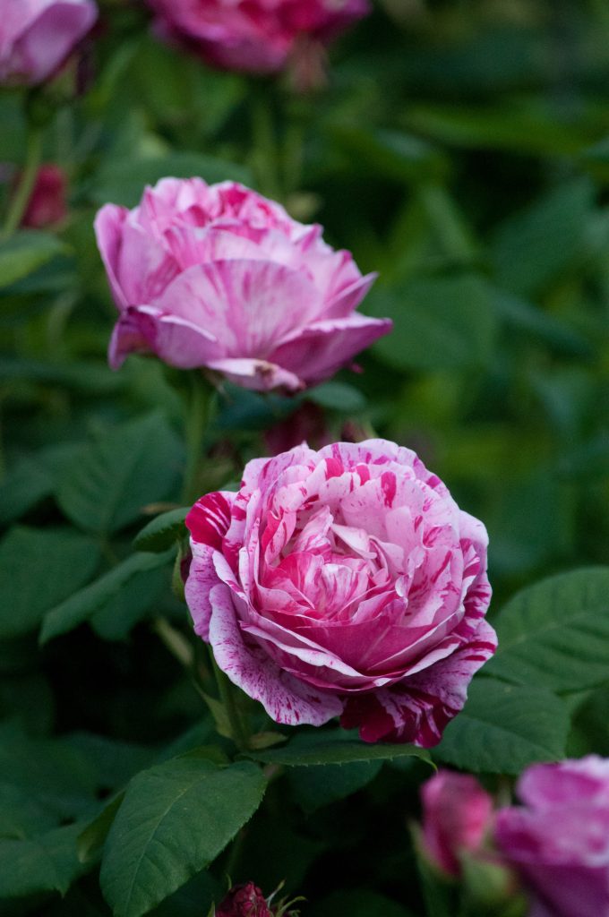 Rosa 'Ferdinand Pichard'