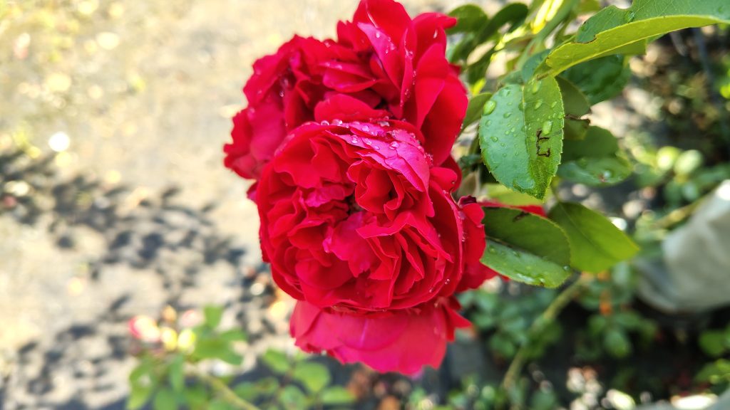 Rosa 'Florentina'