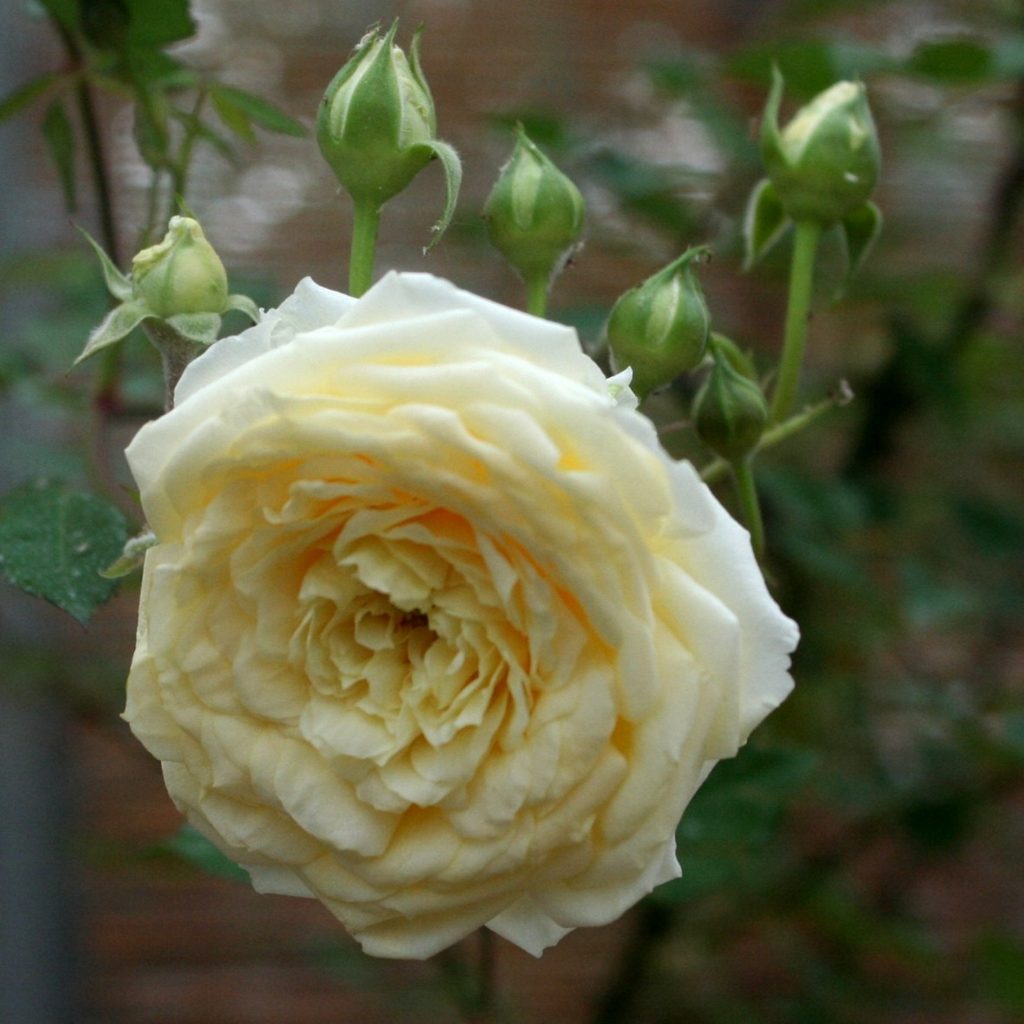 Rosa 'Giardino di Ninfa'