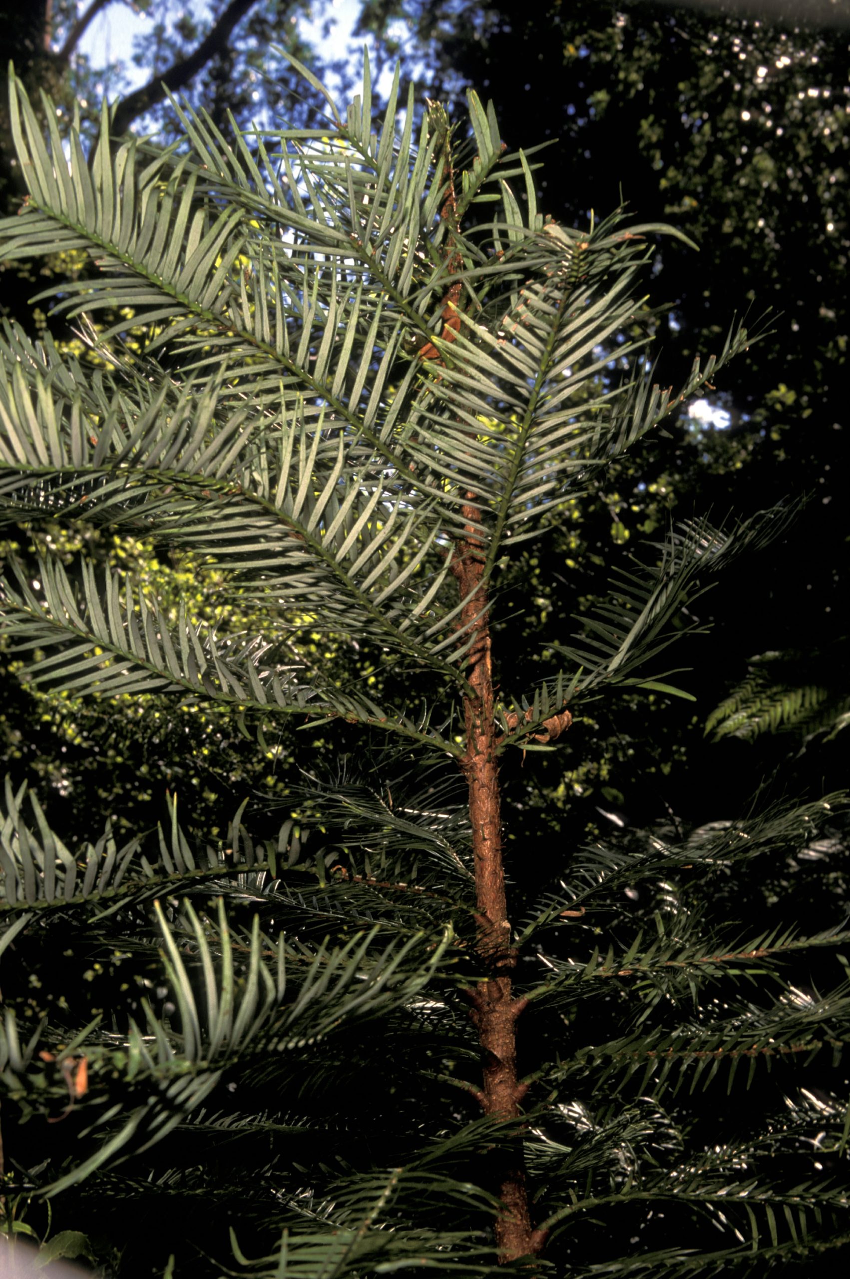wollemia nobilis