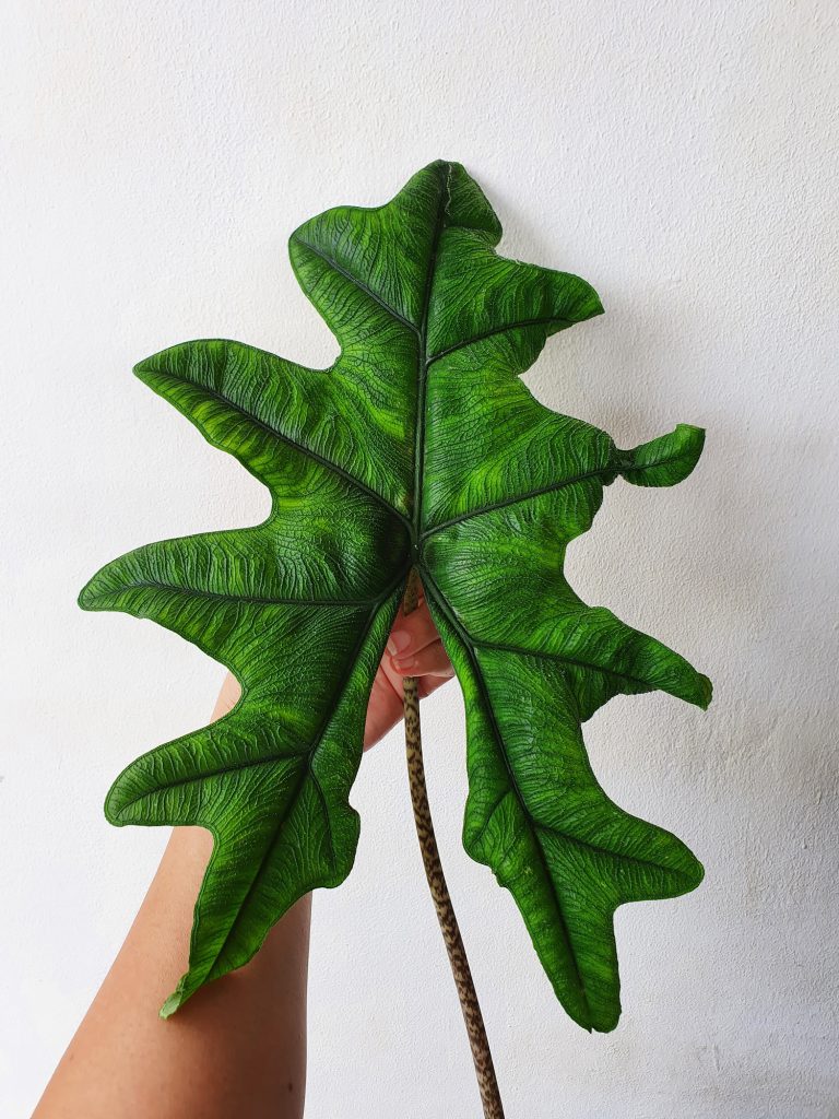 foglia di alocasia